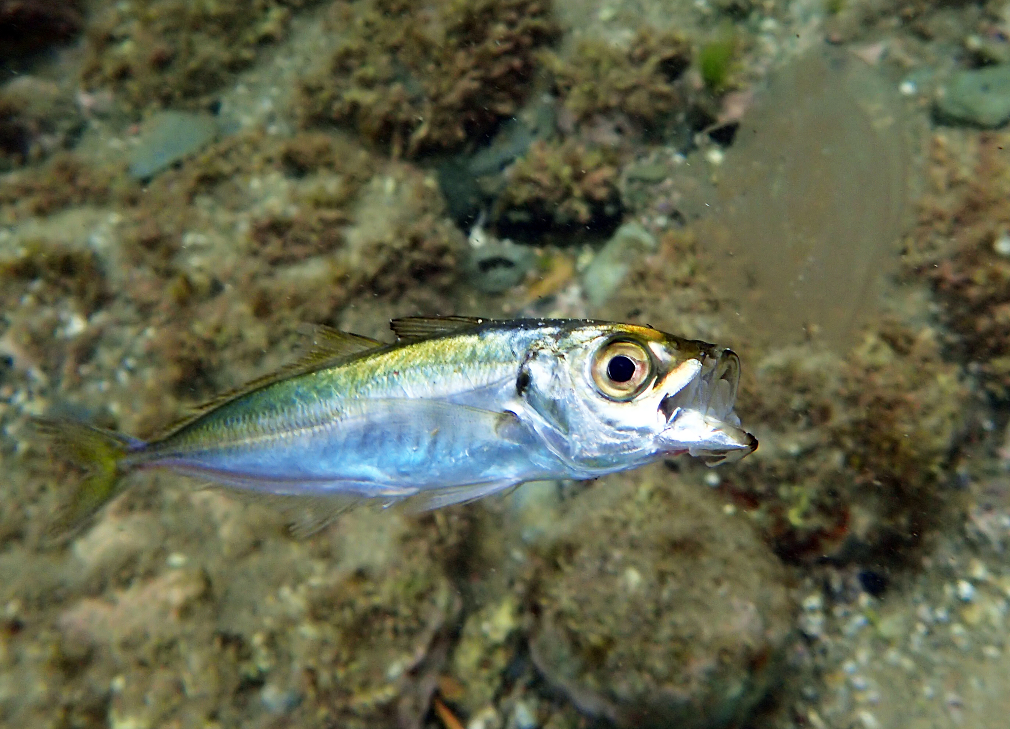 image of Trachurus japonicus (Japanese jack mackerel)