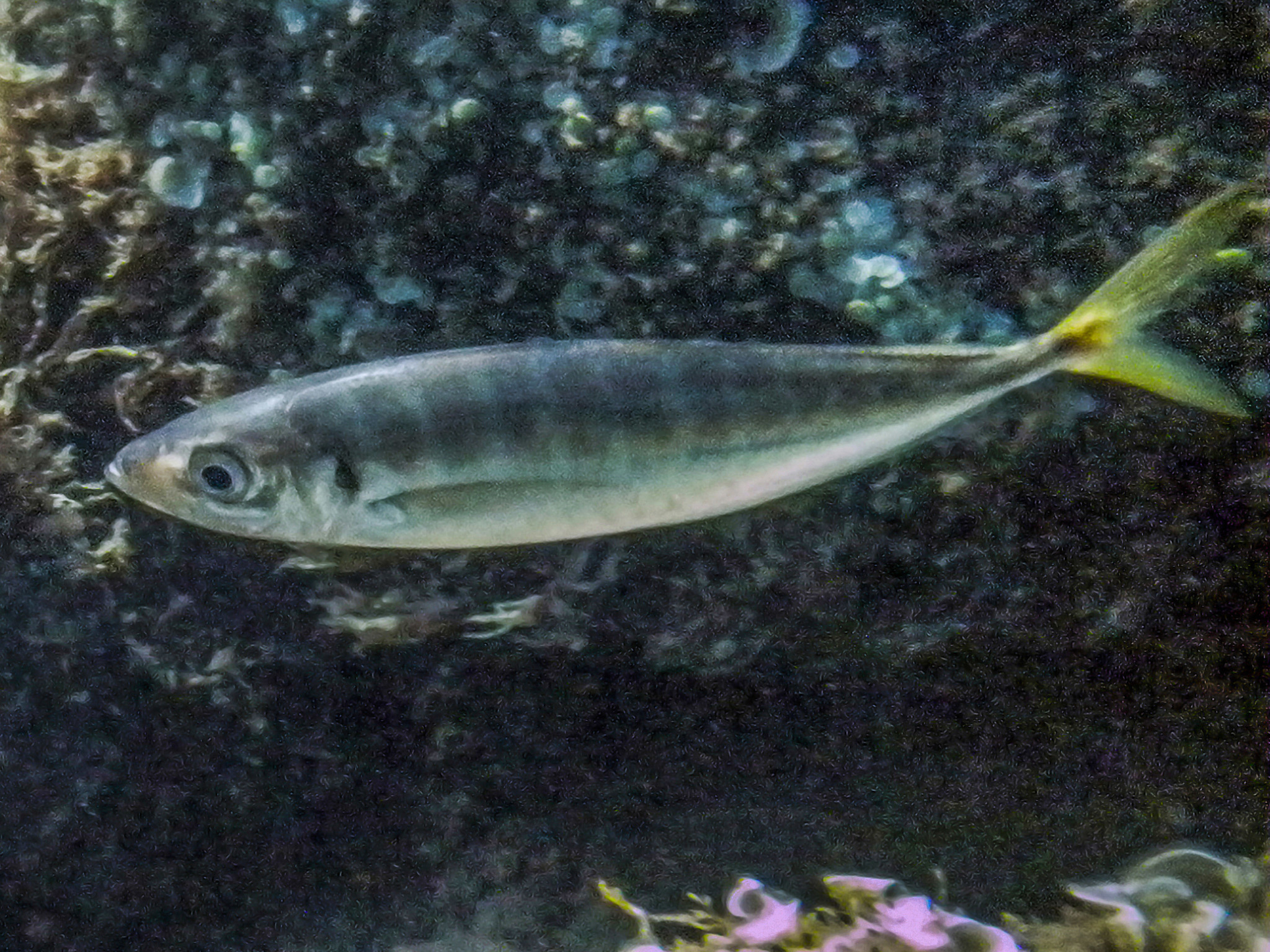image of Trachurus mediterraneus (Mediterranean horse mackerel)