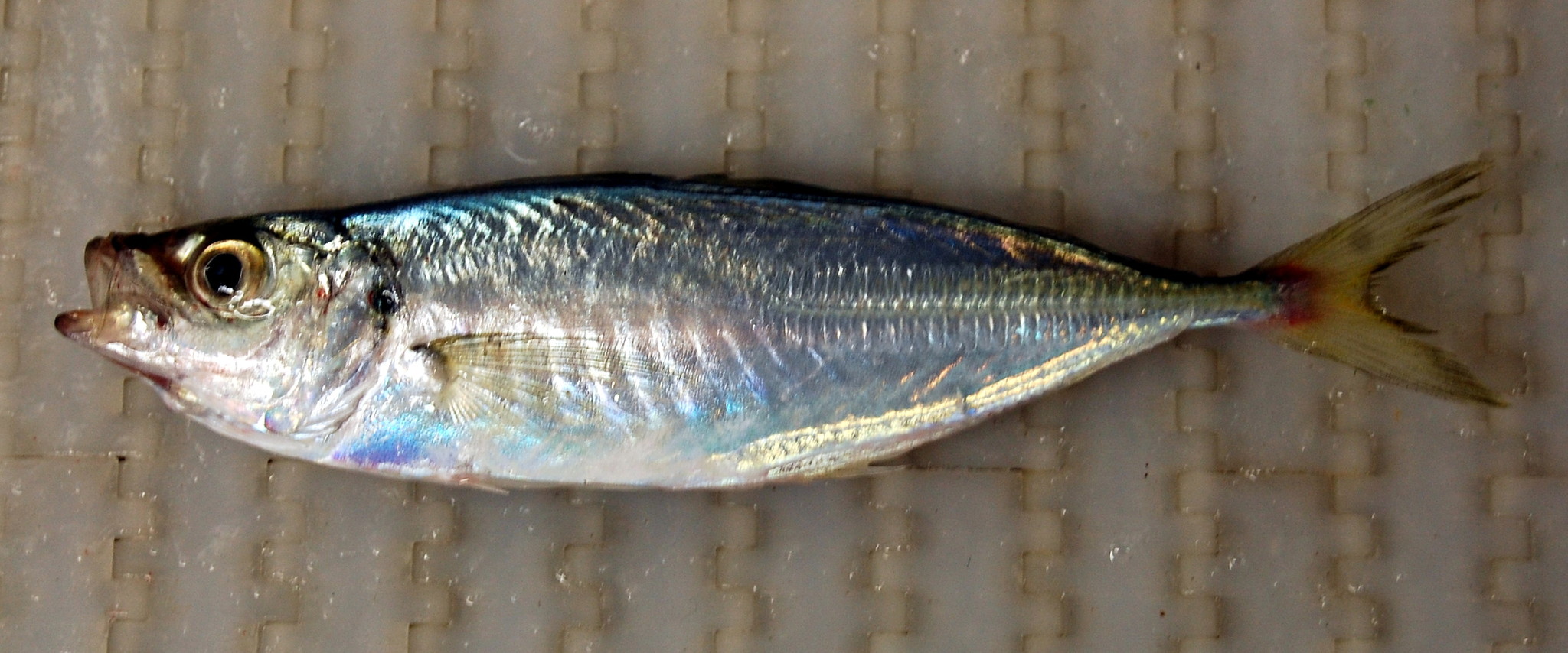 image of Trachurus trachurus (Atlantic horse mackerel)