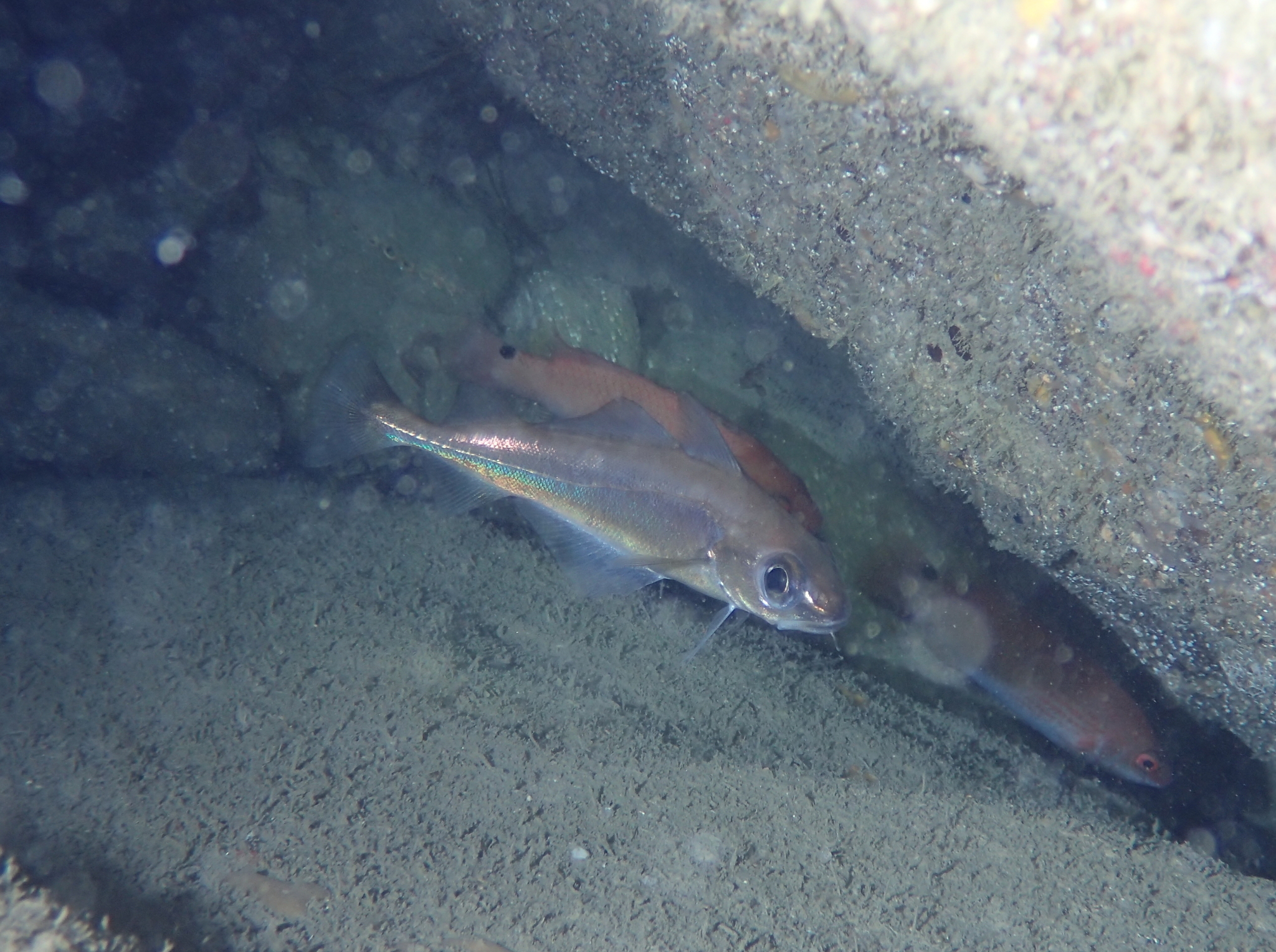 image of Trisopterus minutus (Poor cod)