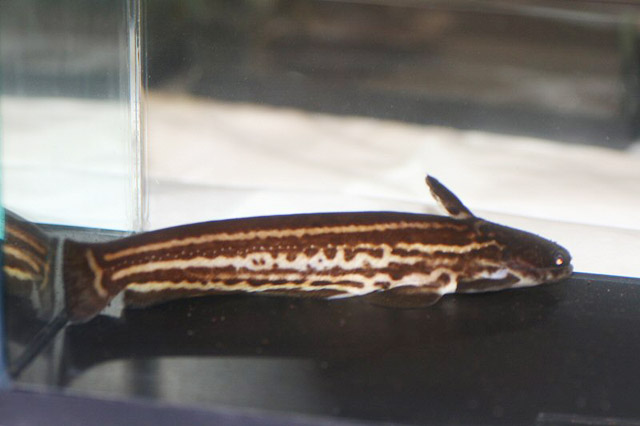 image of Trachelyopterichthys taeniatus (Striped woodcat)