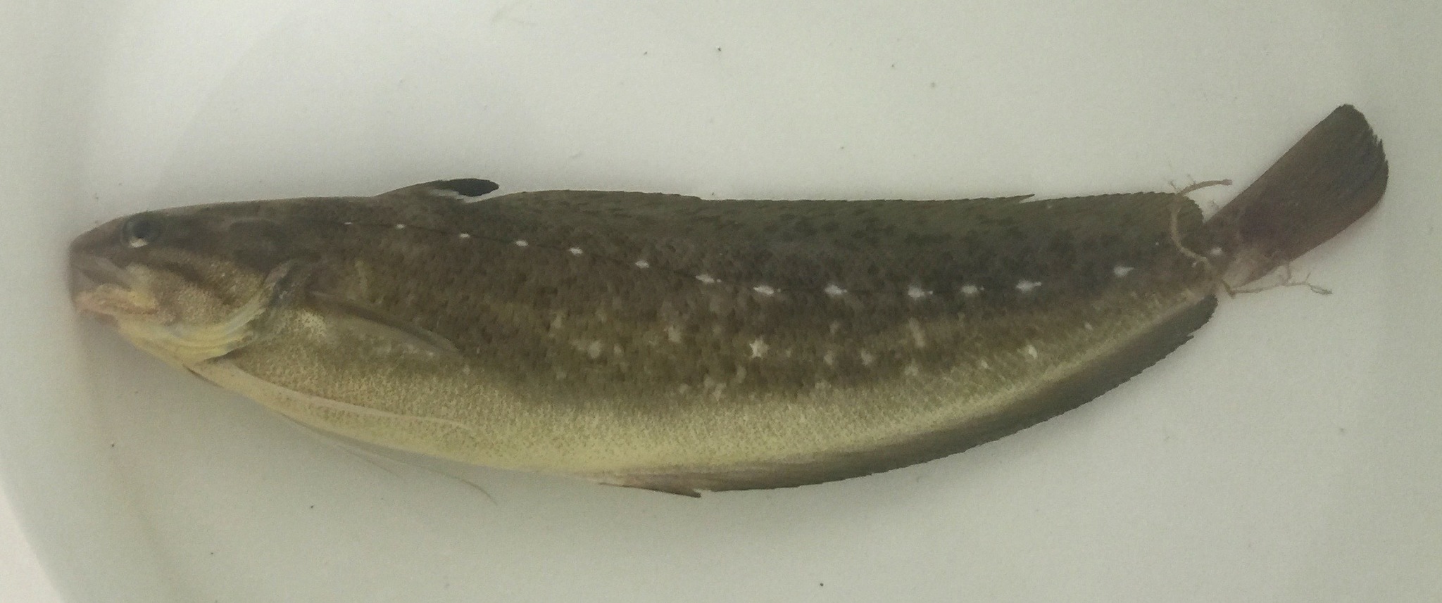 image of Urophycis regia (Spotted codling)