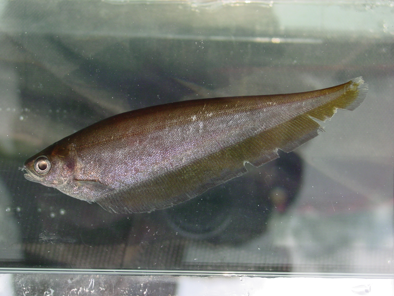 image of Xenomystus nigri (African knifefish)
