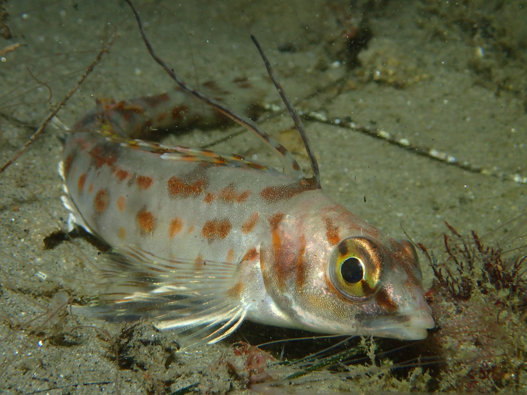 image of Zaniolepis latipinnis (Longspine combfish)