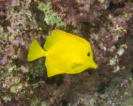 image of Zebrasoma flavescens (Yellow tang)