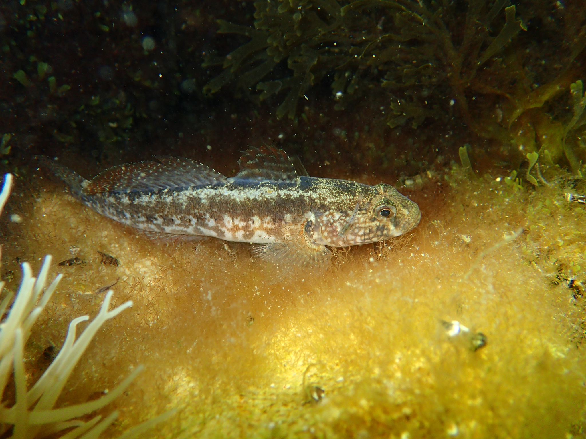 image of Gobius ophiocephalus (Grass goby)