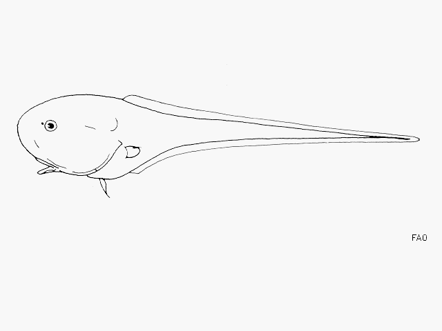 image of Squalogadus modificatus (Tadpole whiptail)