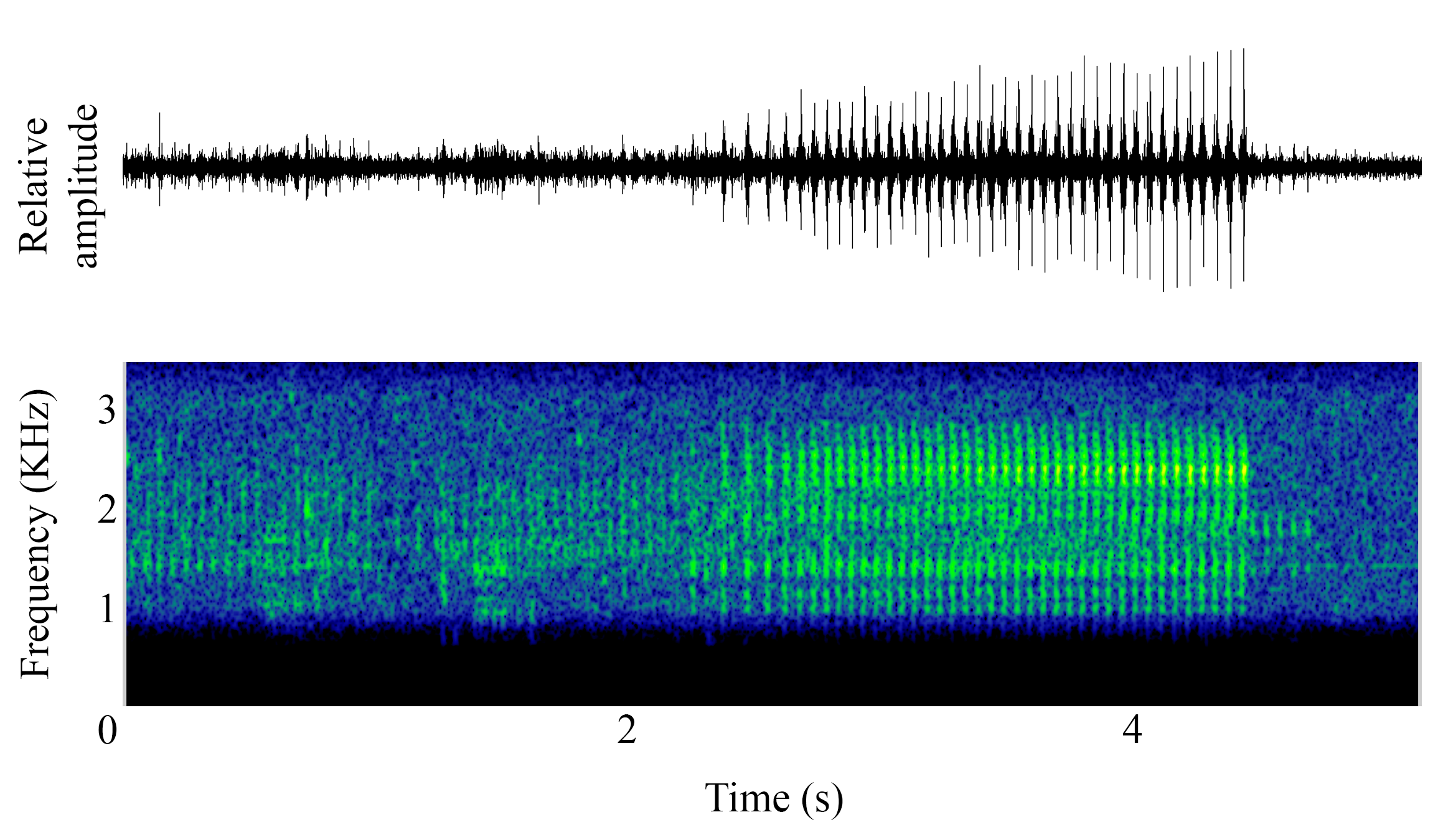 spectrogram of <i>Ophidion marginatum</i> (Striped cusk-eel) making the sound Chorus