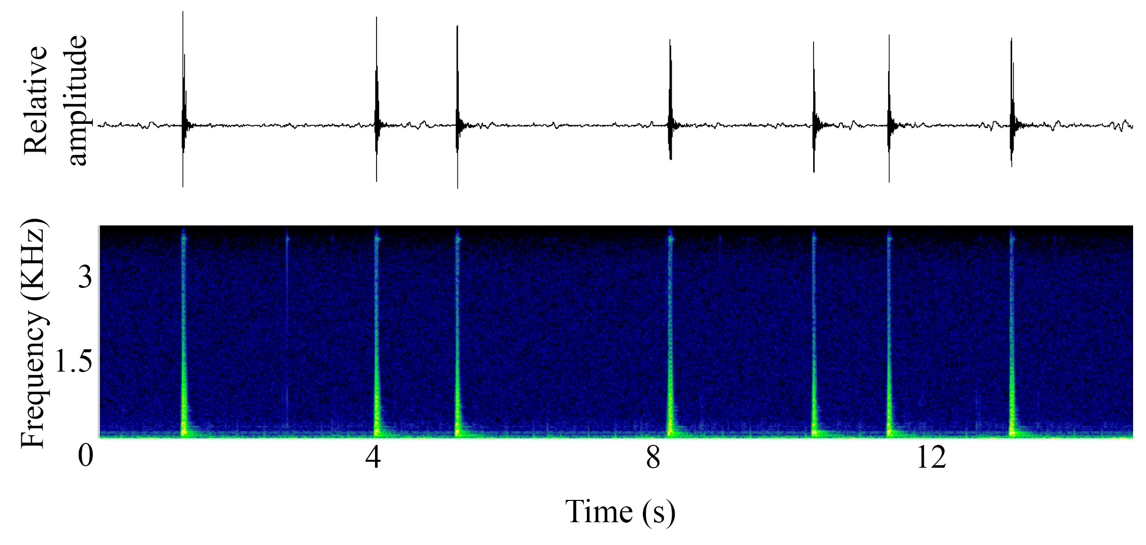 spectrogram of <i>Rhinecanthus aculeatus</i> (White-banded triggerfish) making the sound Drumroll