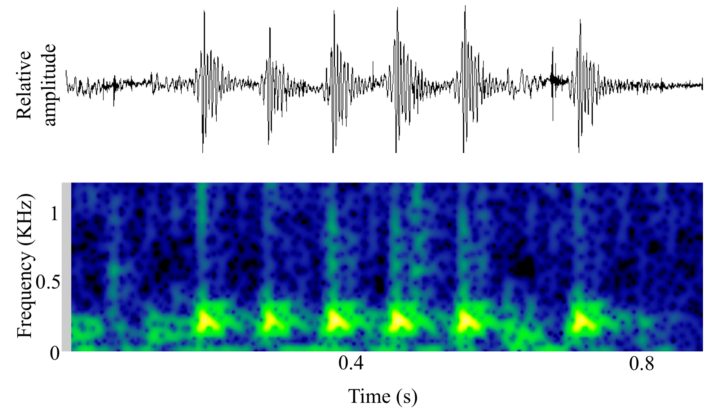 spectrogram of <i>Glaucosoma hebraicum</i> (West Australian dhufish) making the sound Knock