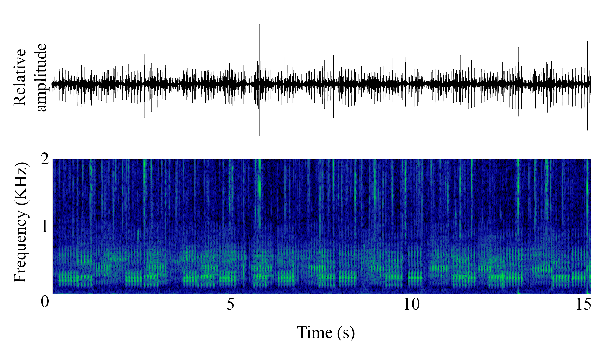 spectrogram of <i>Sciaena umbra</i> (Brown meagre) making the sound Chorus