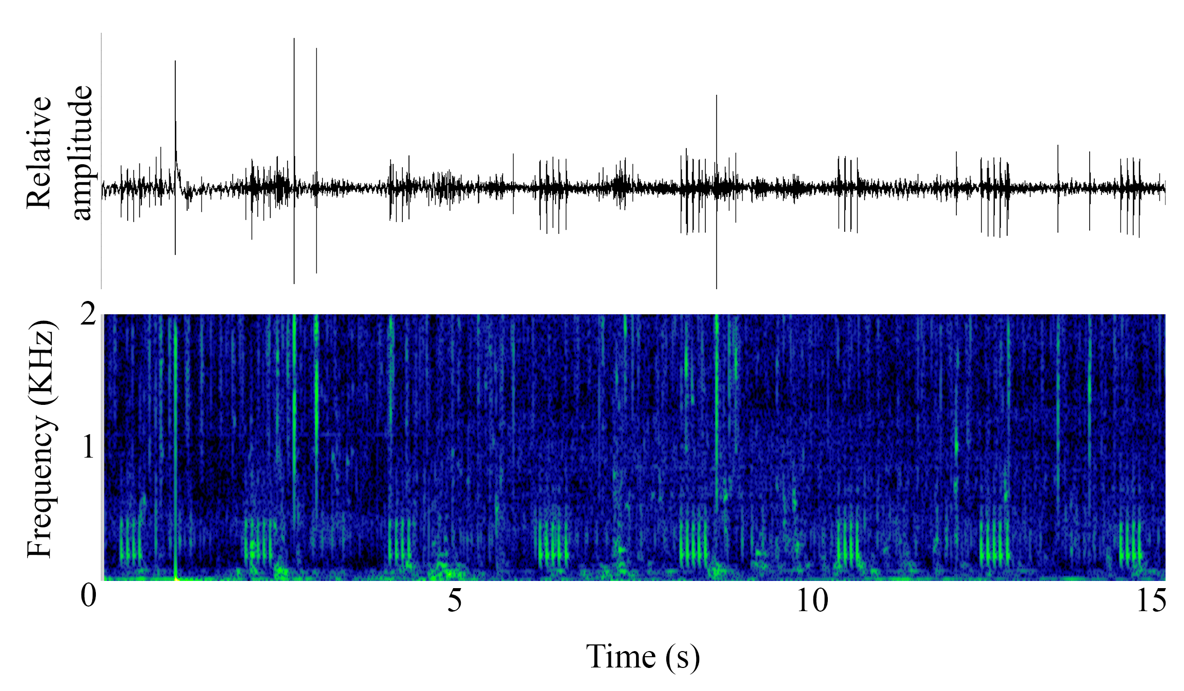 spectrogram of <i>Sciaena umbra</i> (Brown meagre) making the sound Regular