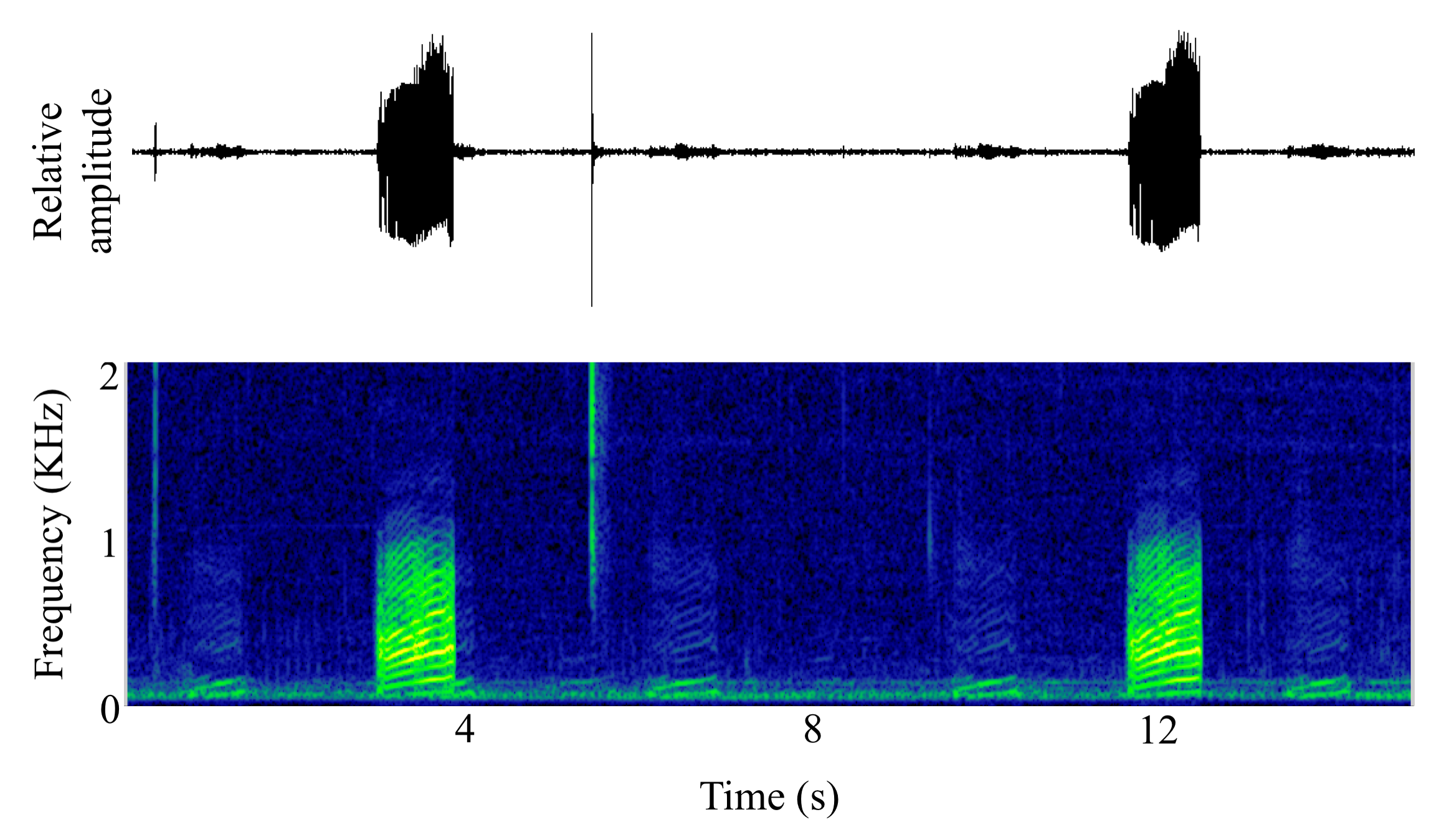 spectrogram of <i>Halobatrachus didactylus</i> (Lusitanian toadfish) making the sound Boatwhistle