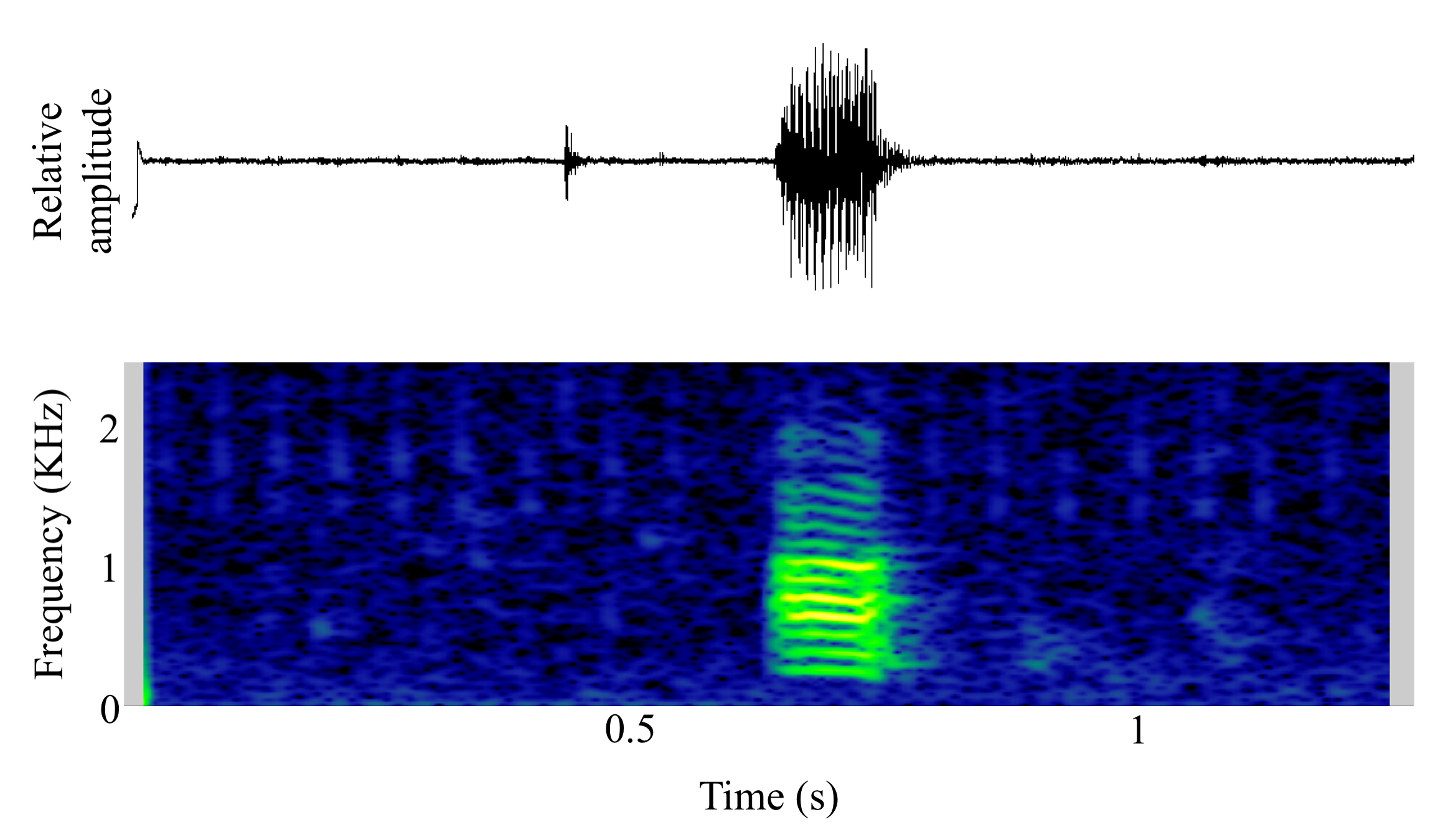 spectrogram of <i>Halobatrachus didactylus</i> (Lusitanian toadfish) making the sound Croak