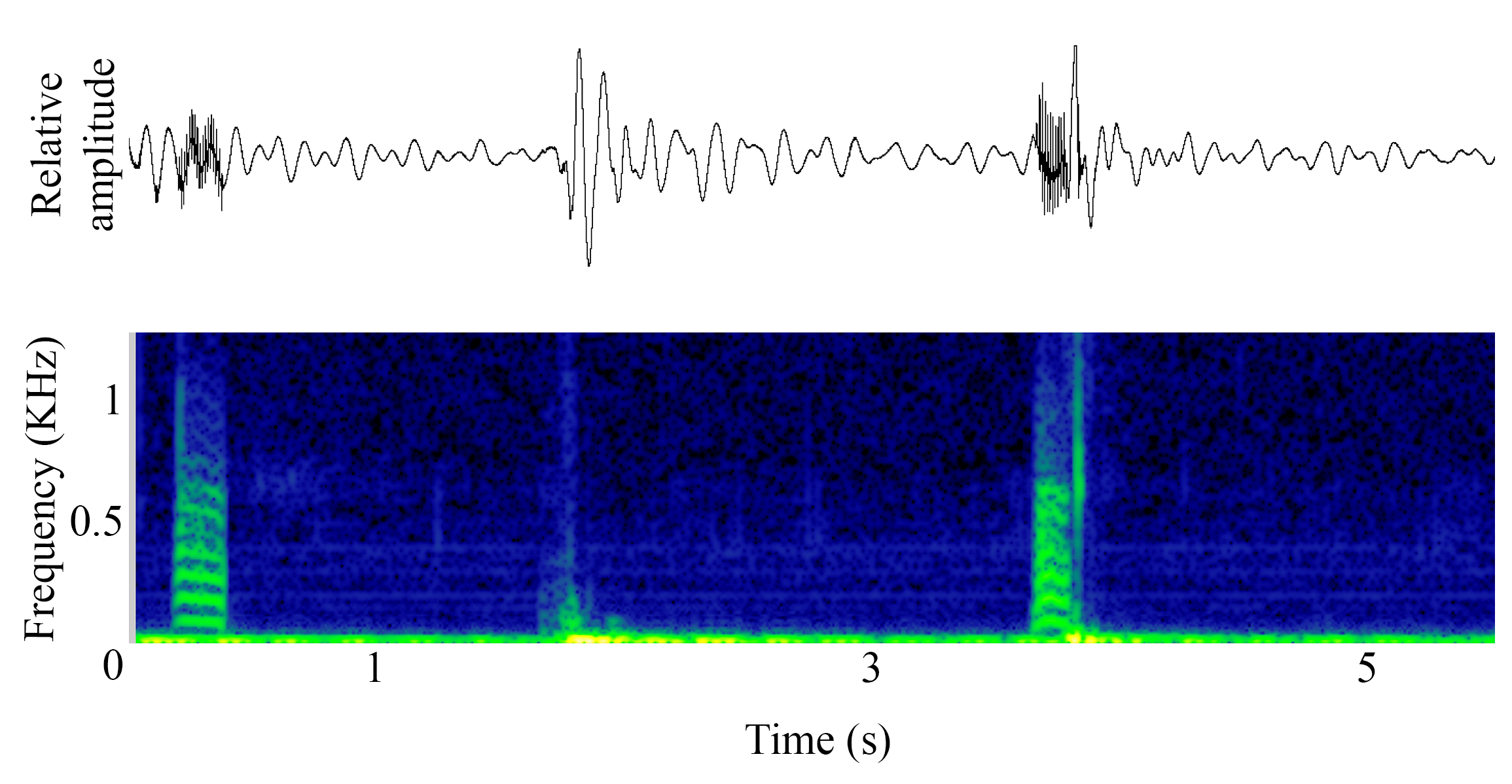 spectrogram of <i>Pygocentrus cariba</i> (Black spot piranha) making the sound Drum