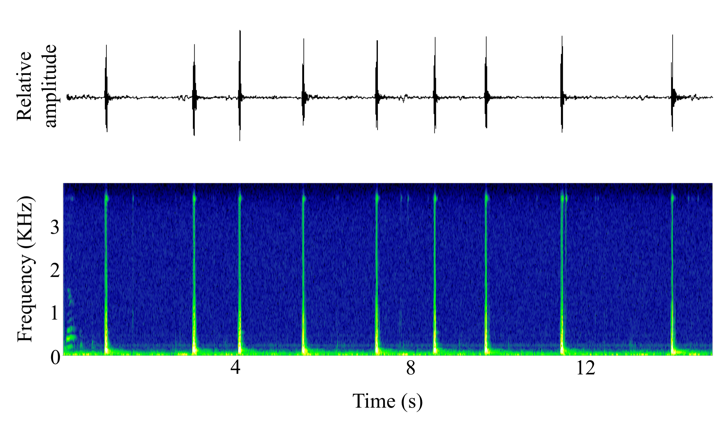 spectrogram of <i>Balistapus undulatus</i> (Orange-lined triggerfish) making the sound Drumroll