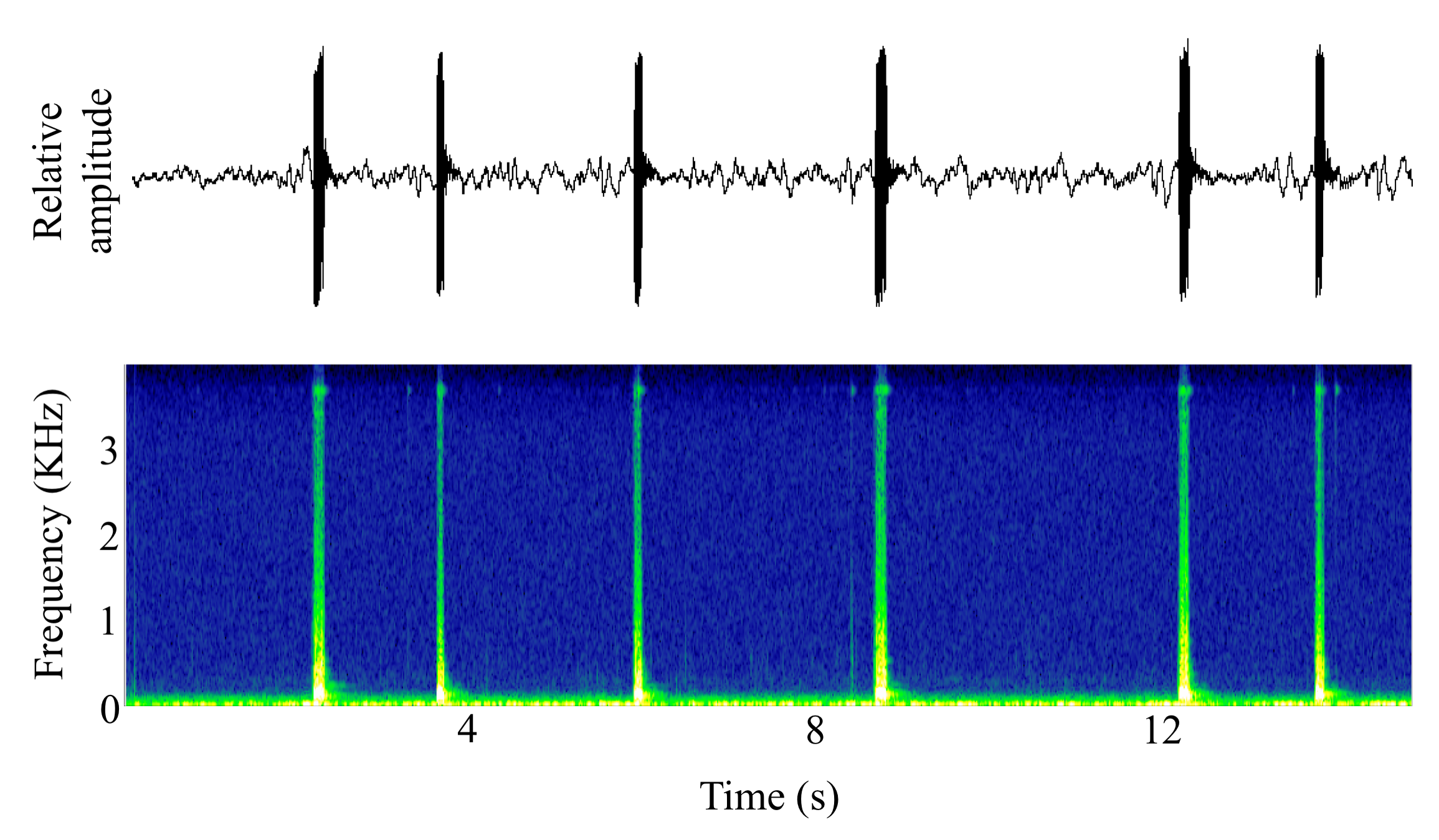 spectrogram of <i>Rhinecanthus rectangulus</i> (Wedge-tail triggerfish) making the sound Drumroll