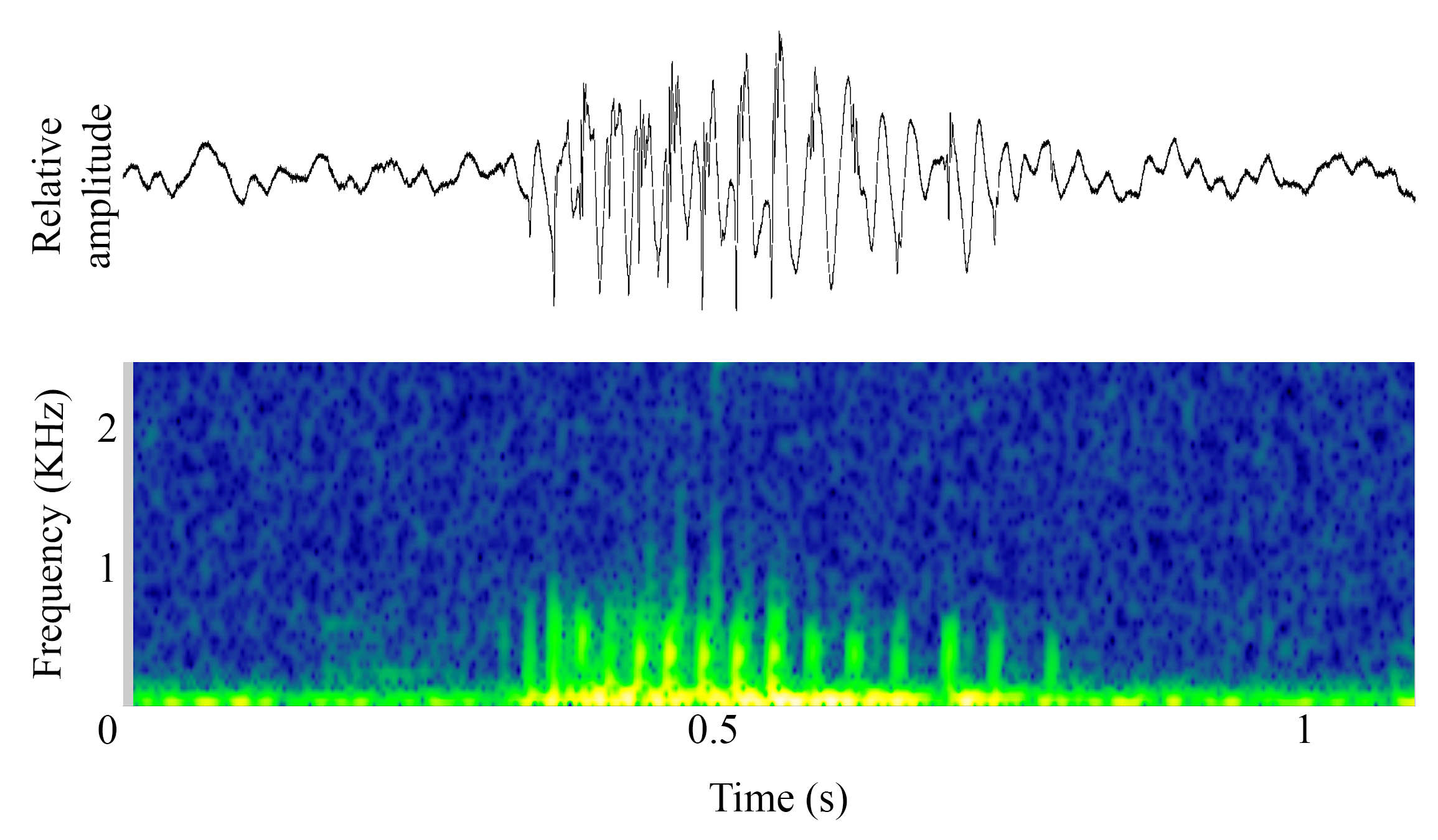 spectrogram of <i>Oreochromis mossambicus</i> (Mozambique tilapia) making the sound Drum