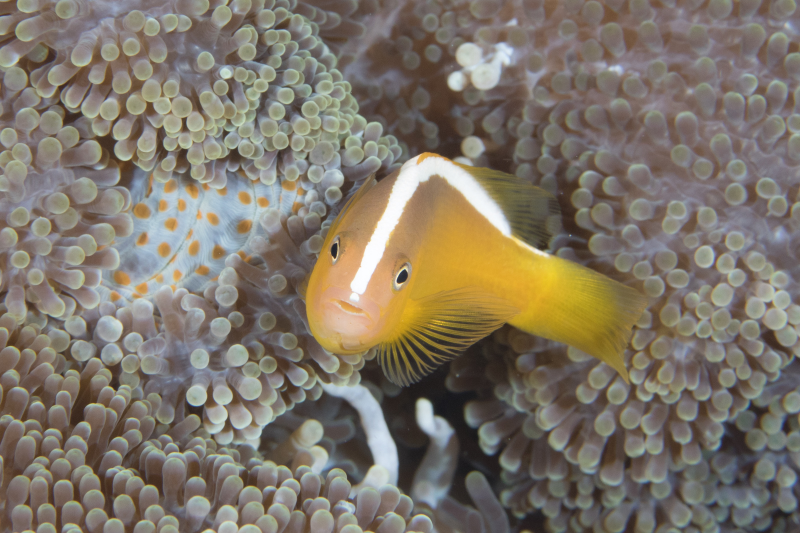 image of Amphiprion sandaracinos (Yellow clownfish)