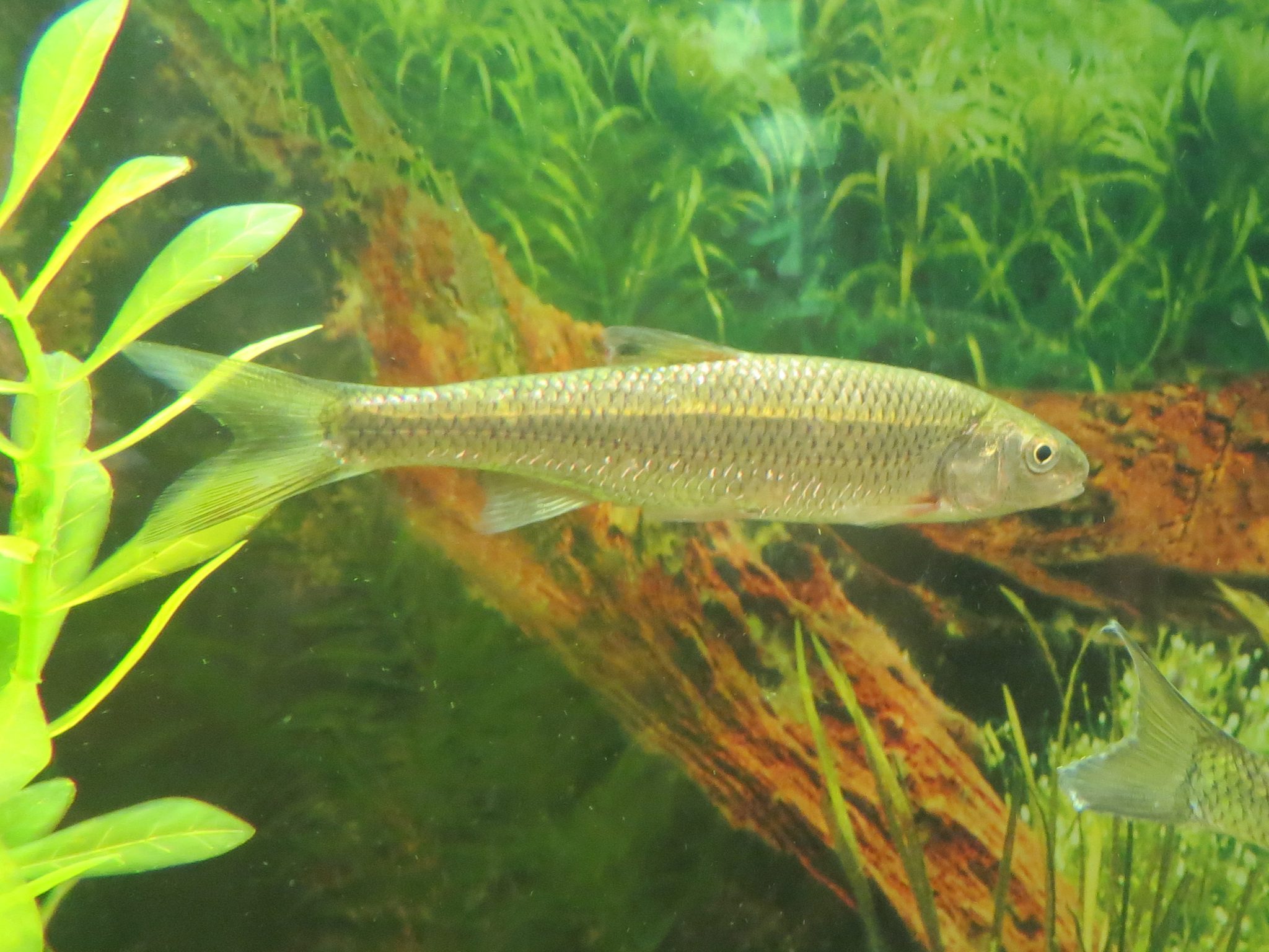 image of Semotilus corporalis (Fallfish)