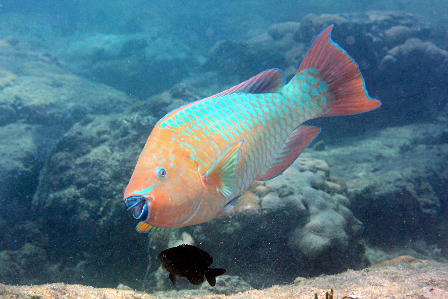 image of Scarus guacamaia (Rainbow parrotfish)