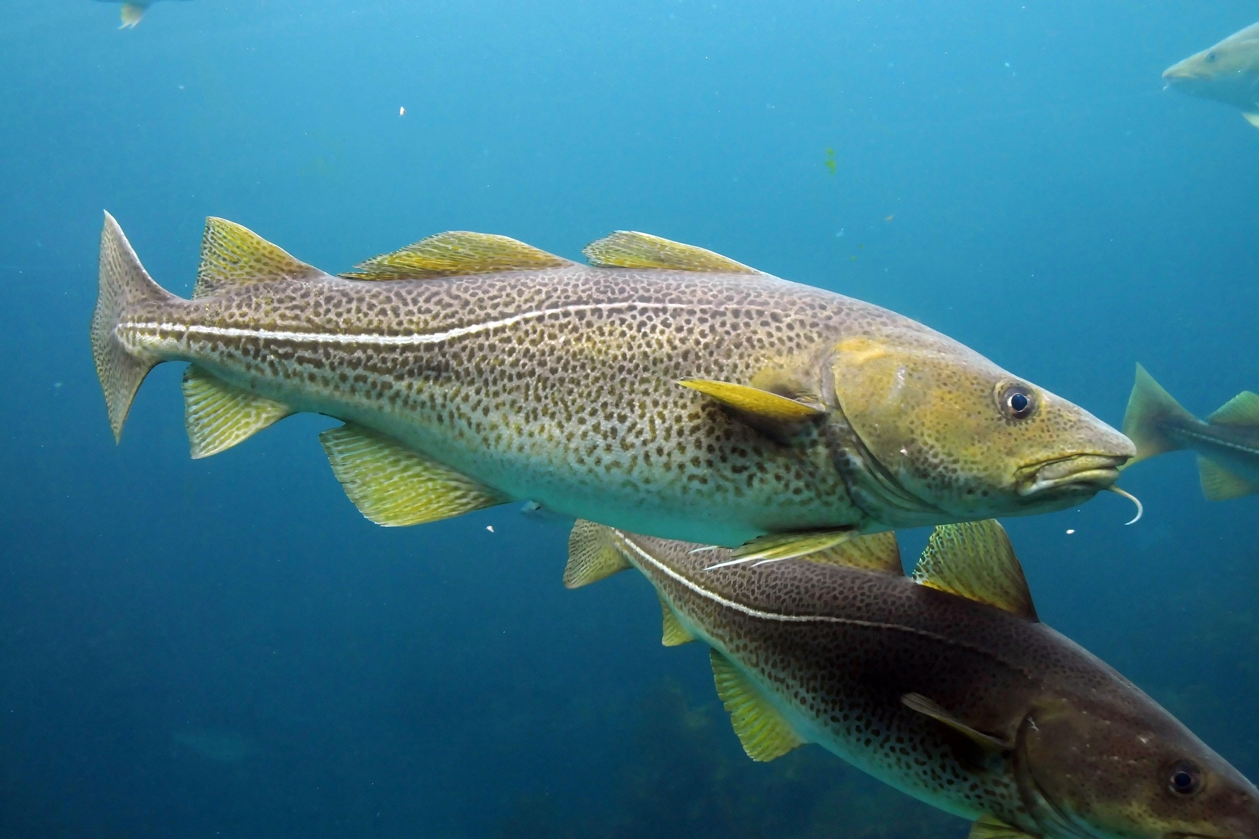 image of Gadus morhua (Atlantic cod)