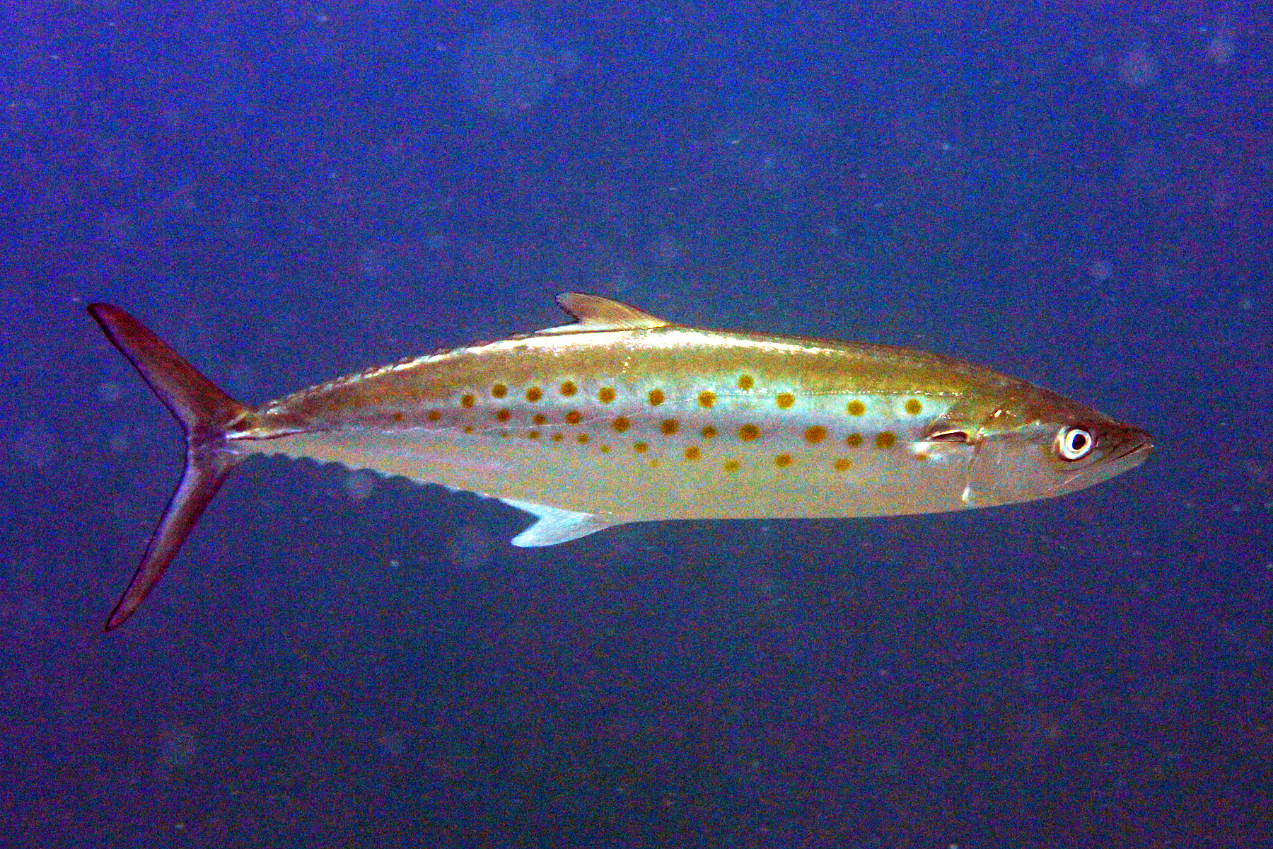 image of Scomberomorus maculatus (Atlantic Spanish mackerel)
