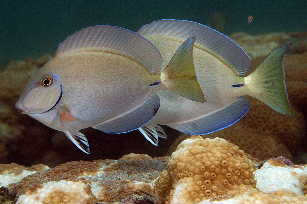image of Acanthurus bahianus (Barber surgeonfish)