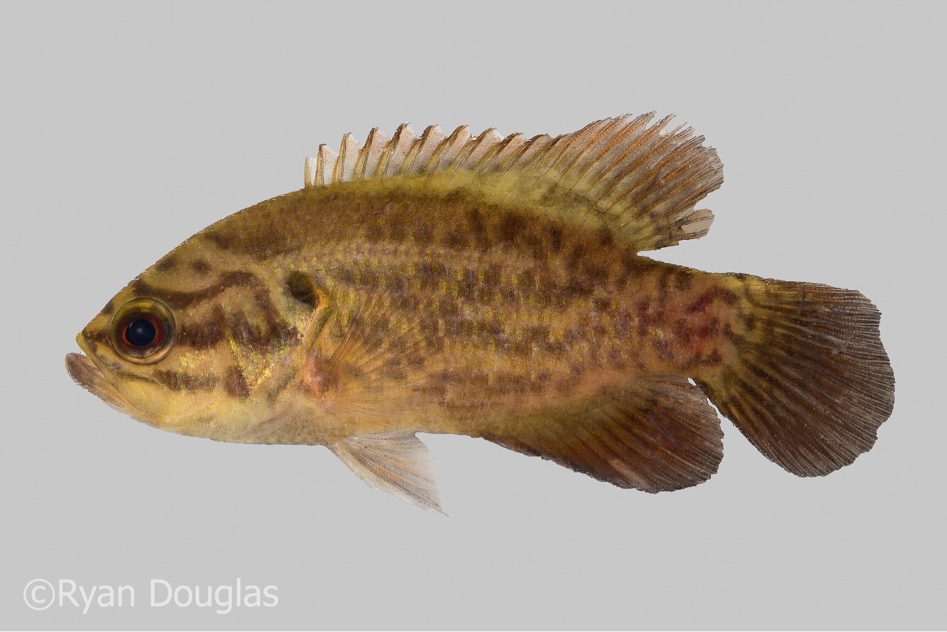 image of Acantharchus pomotis (Mud sunfish)