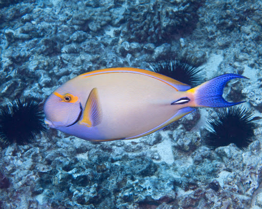 image of Acanthurus dussumieri (Eyestripe surgeonfish)