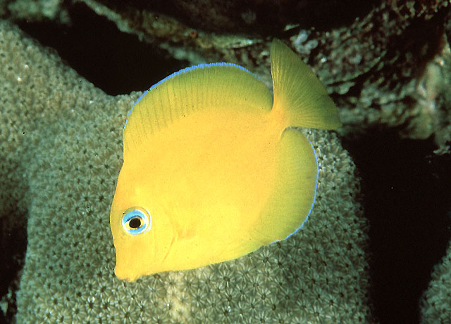 image of Acanthurus coeruleus (Blue tang surgeonfish)