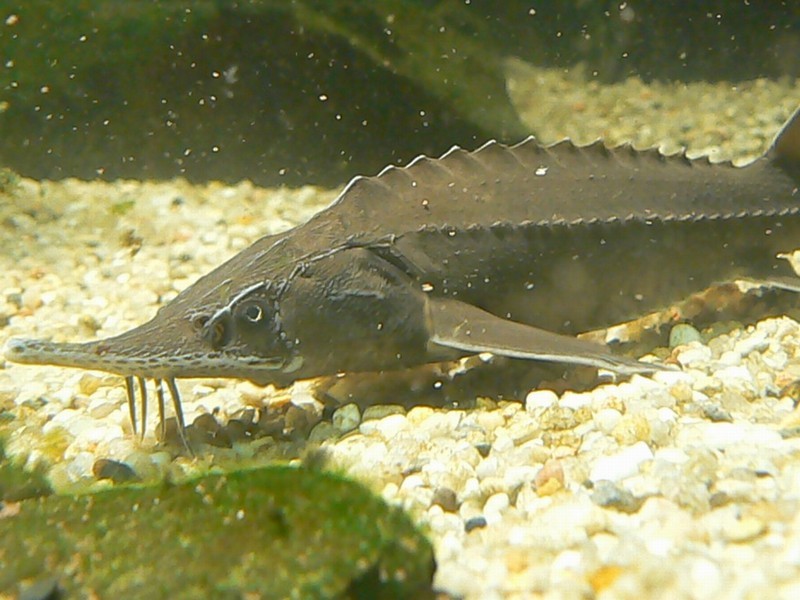 image of Acipenser baerii (Siberian sturgeon)