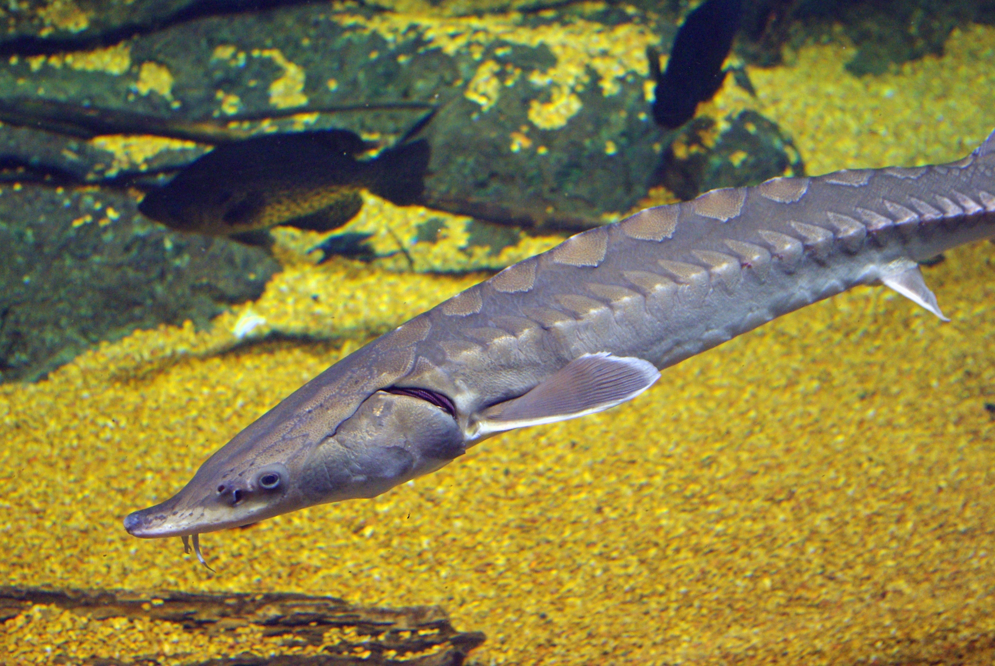 image of Acipenser oxyrinchus (Atlantic sturgeon)