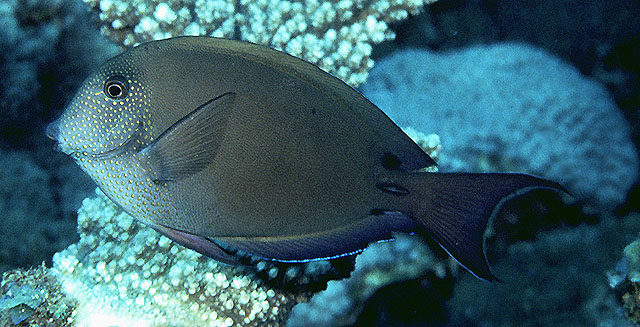 image of Acanthurus nigrofuscus (Brown surgeonfish)