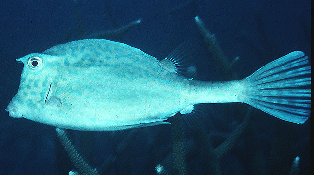 image of Acanthostracion quadricornis (Scrawled cowfish)