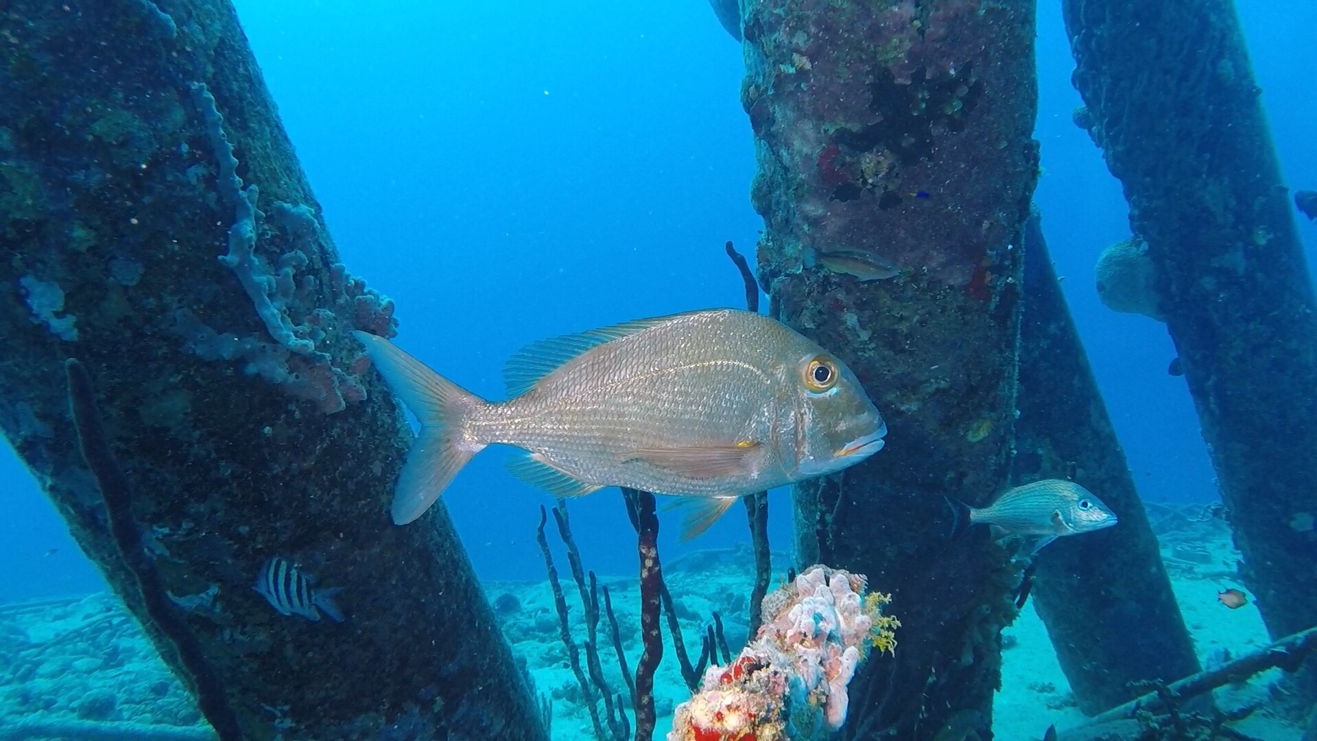 image of Calamus bajonado (Jolthead porgy)