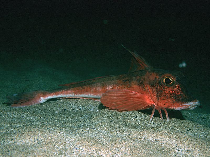 image of Chelidonichthys cuculus (Red gurnard)