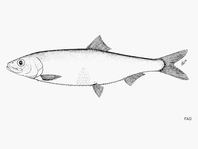 image of Clupea pallasii (Pacific herring)