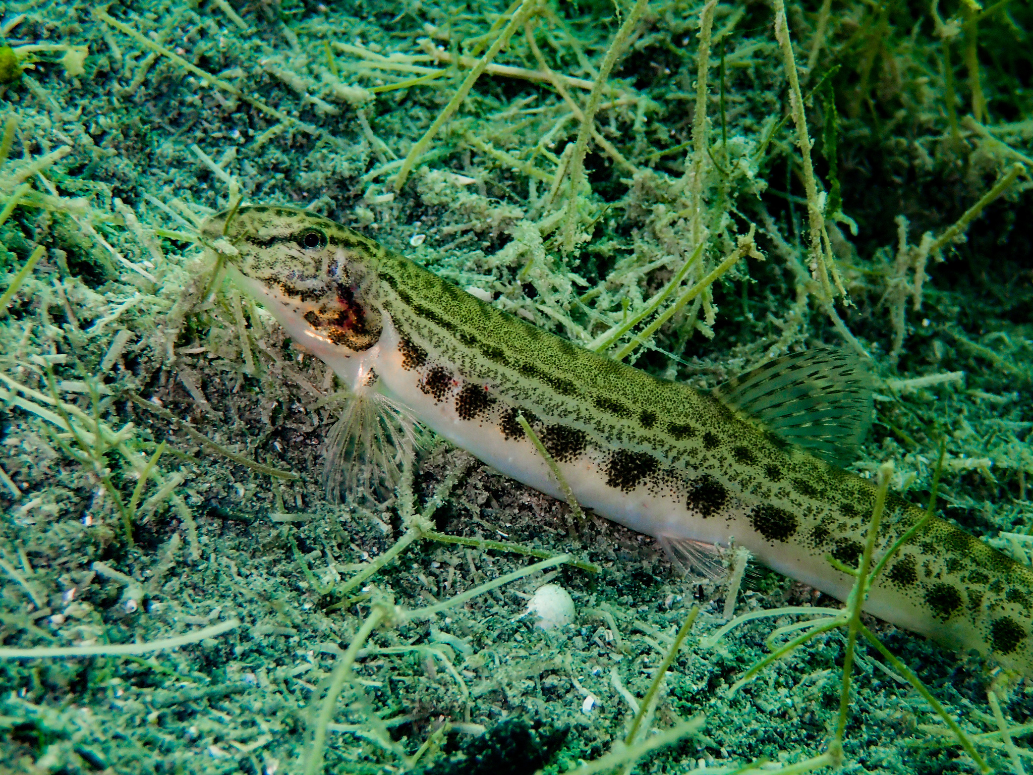 image of Cobitis taenia (Spined loach)