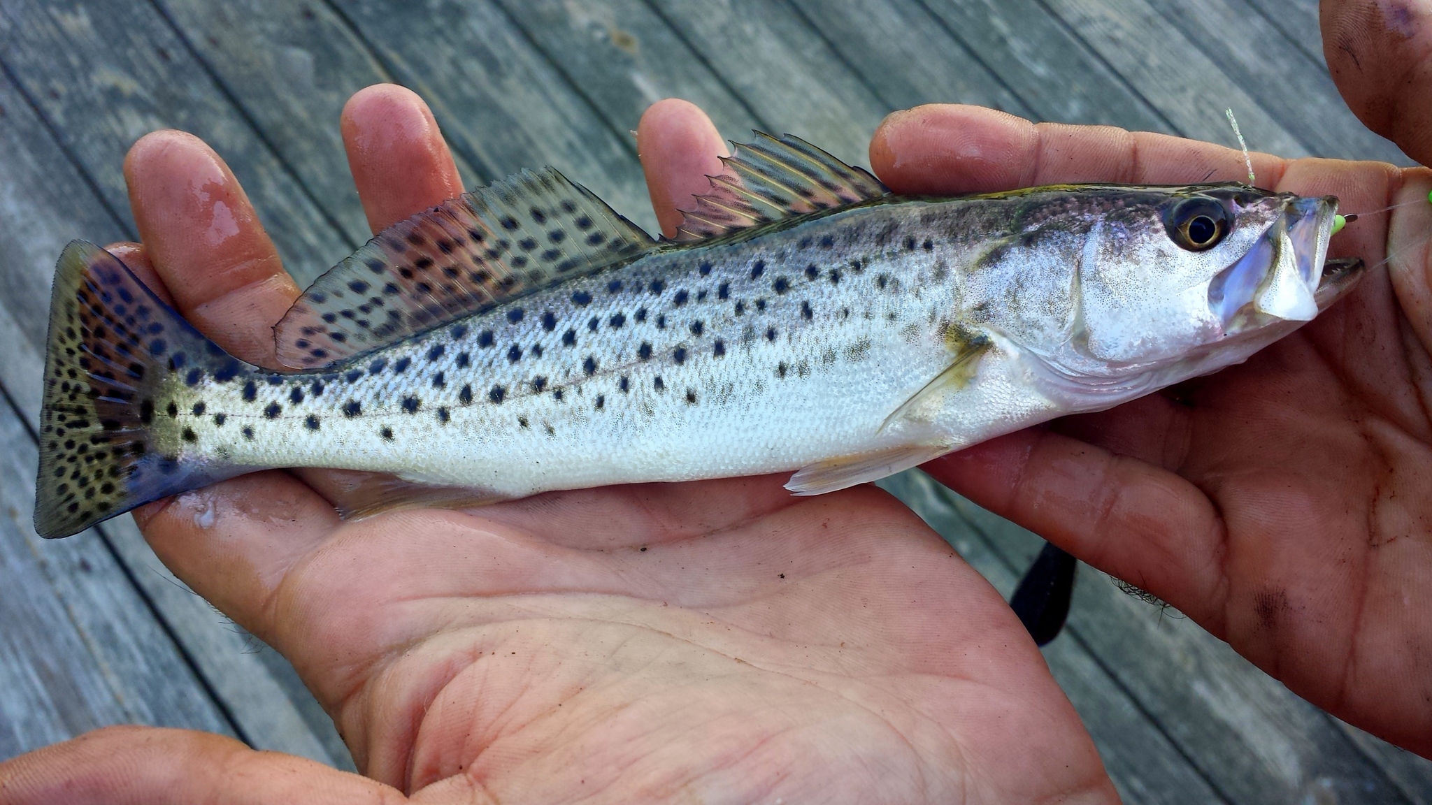 image of Cynoscion nebulosus (Spotted weakfish)