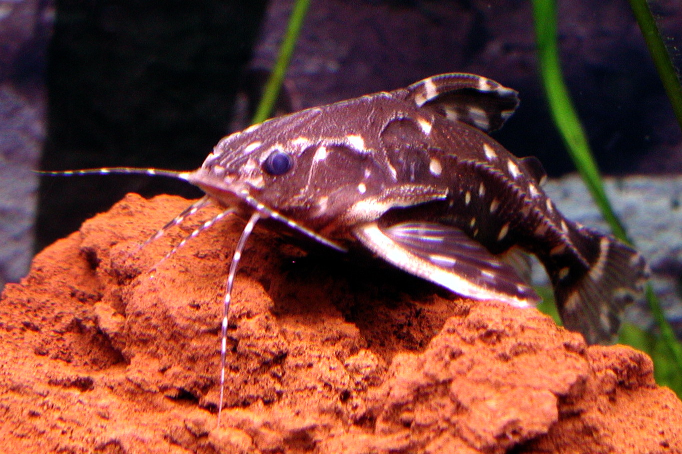 image of Agamyxis pectinifrons (Whitebarred catfish)