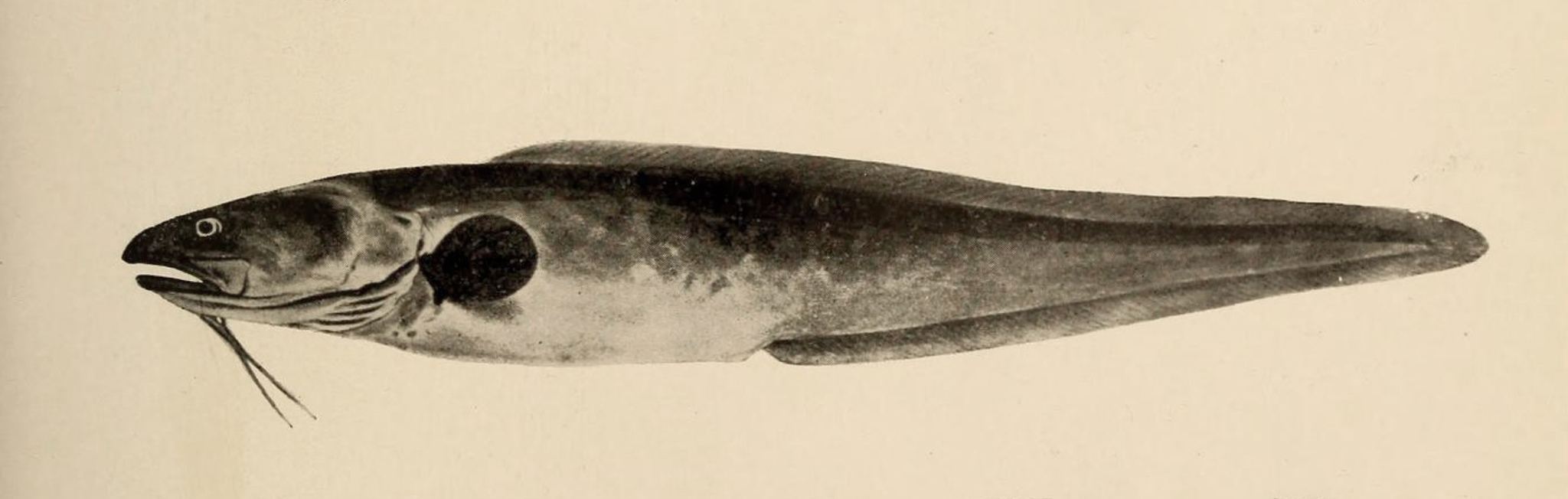 image of Genypterus capensis (Kingklip)