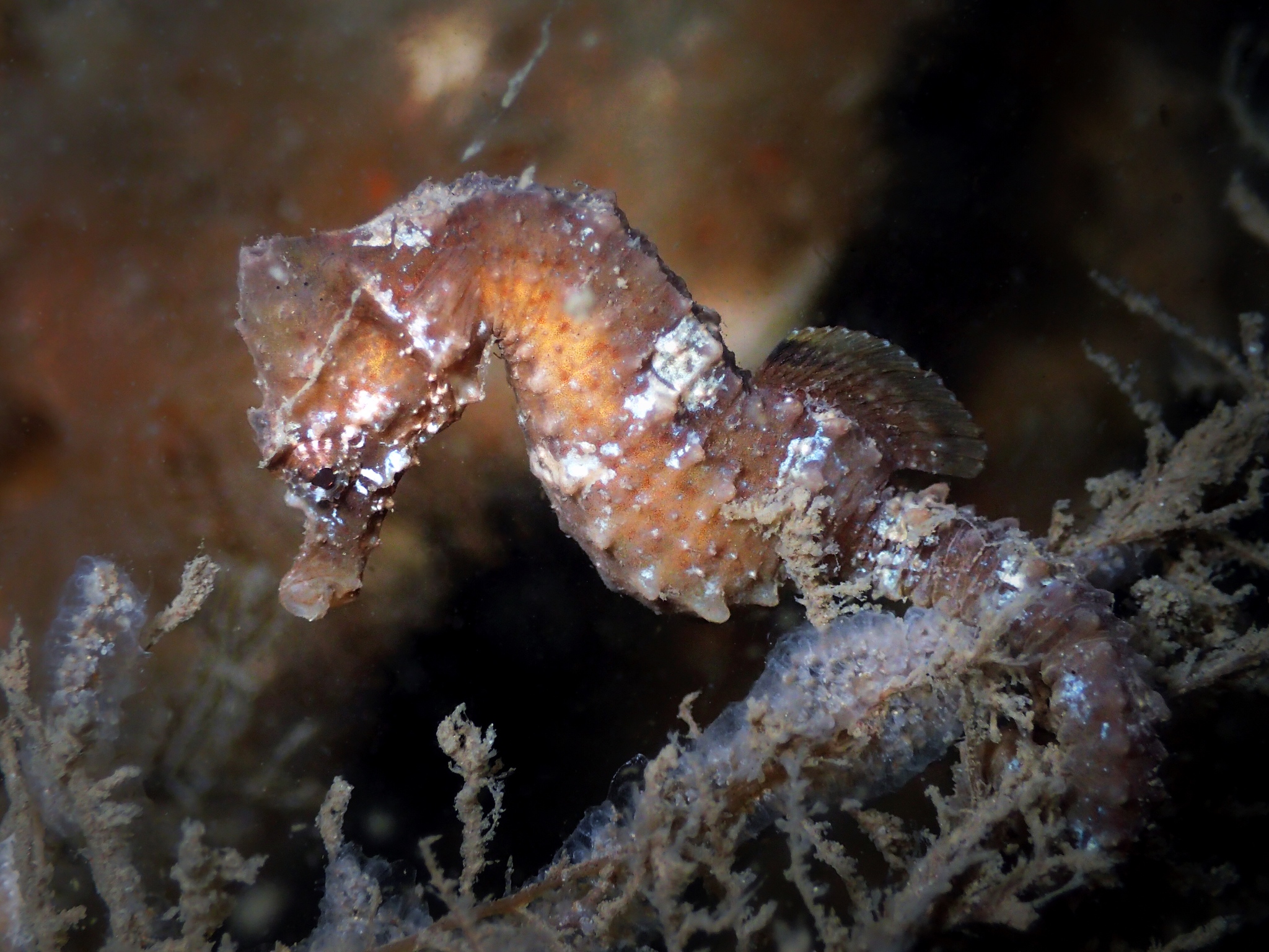 image of Hippocampus hippocampus (Short snouted seahorse)