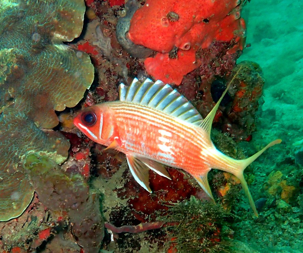 image of Holocentrus rufus (Longspine squirrelfish)