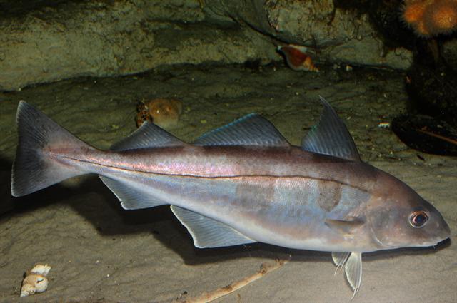 image of Melanogrammus aeglefinus (Haddock)
