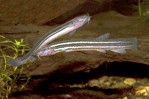 image of Misgurnus fossilis (Weatherfish)