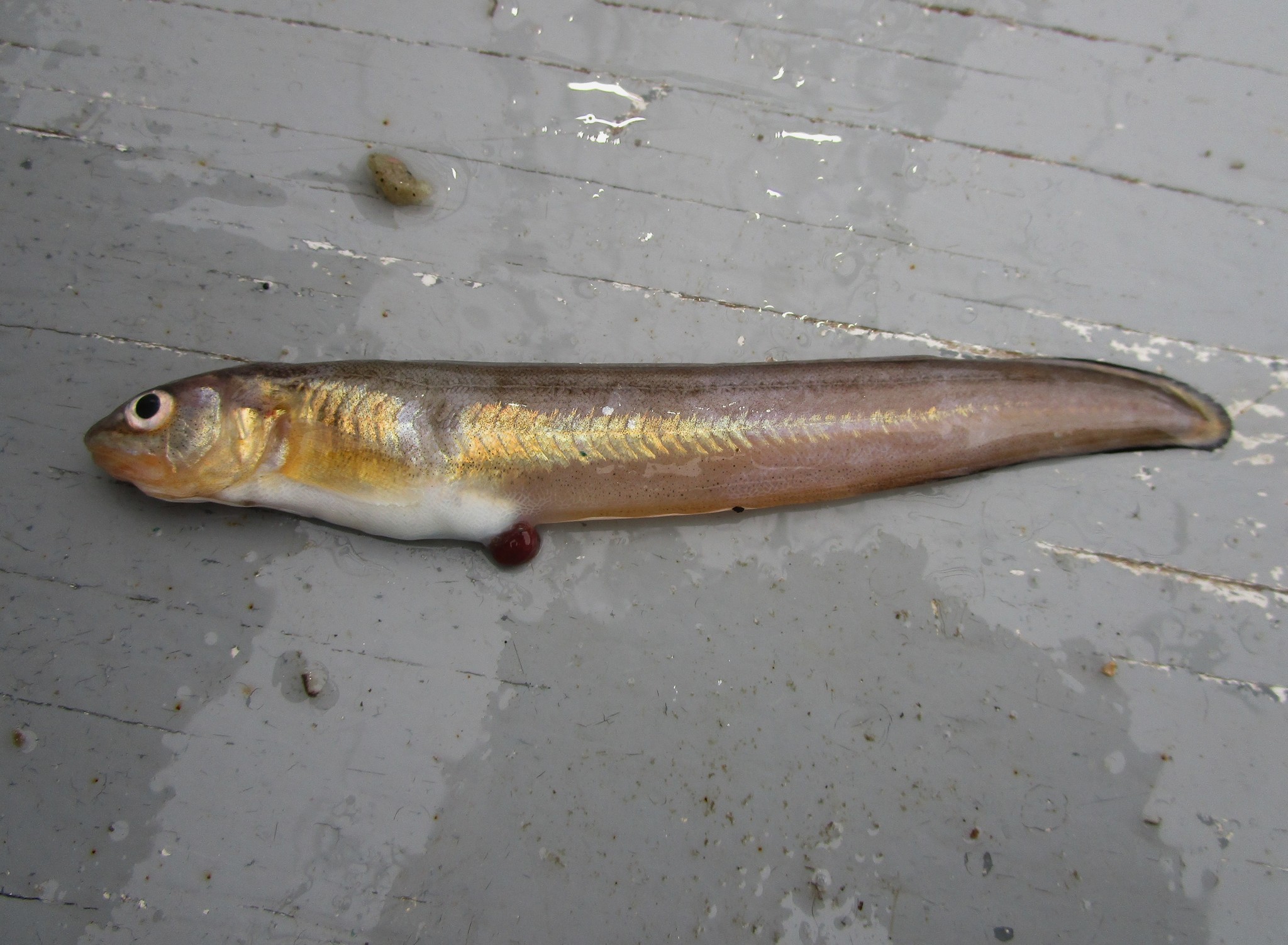 image of Ophidion marginatum (Striped cusk-eel)