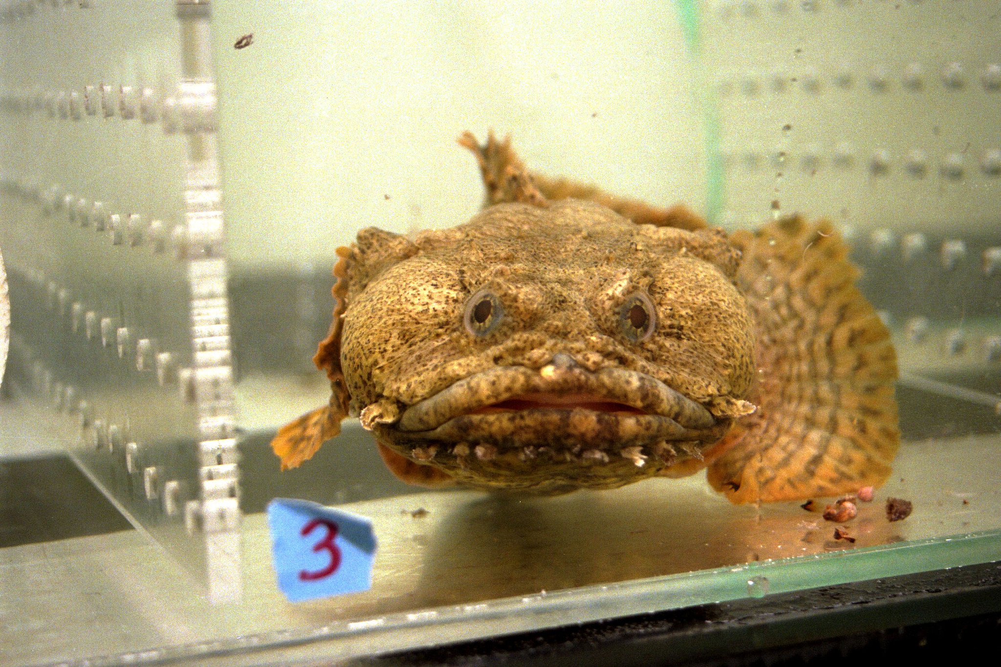 image of Opsanus tau (Oyster toadfish)