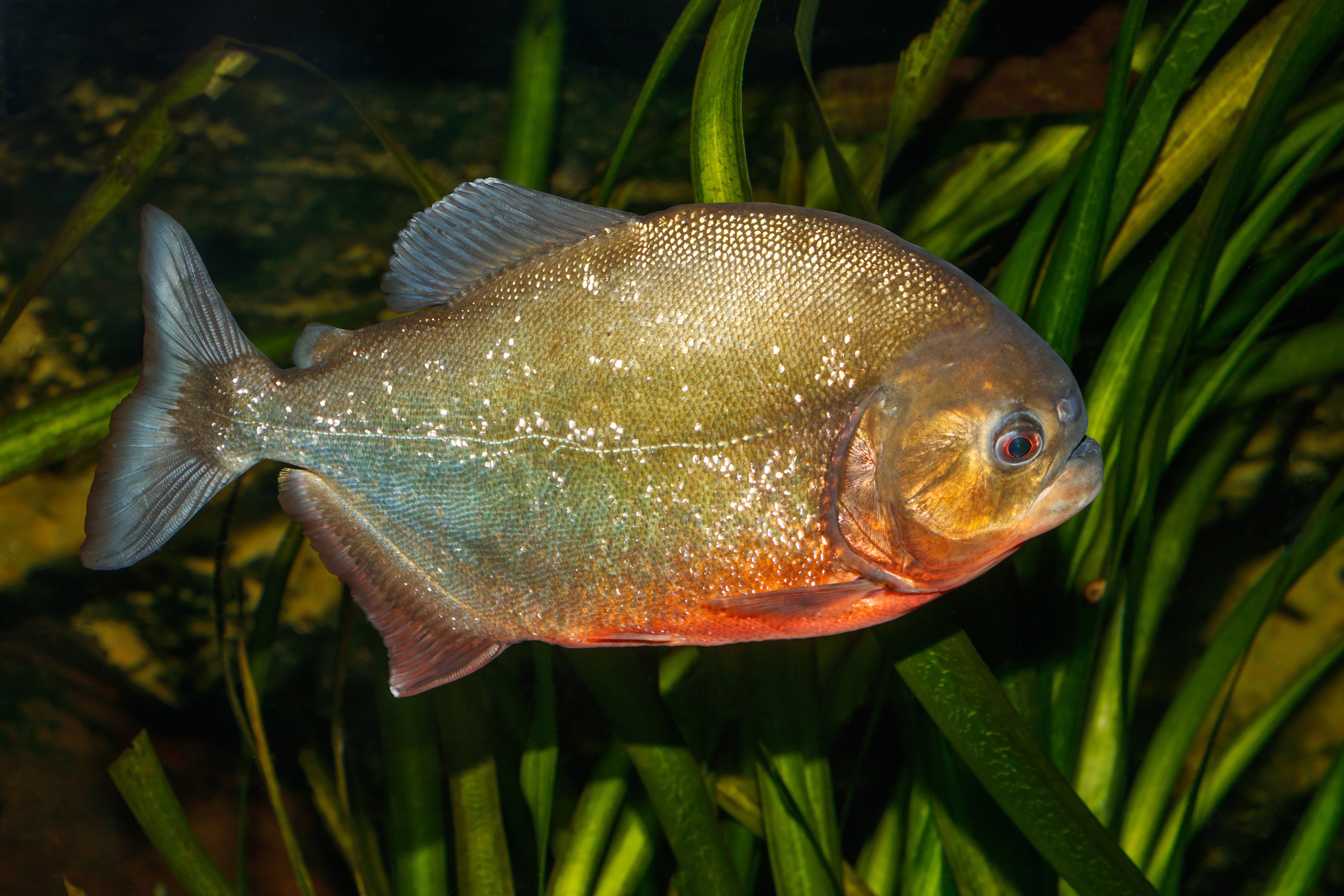 image of Pygocentrus nattereri (Red piranha)