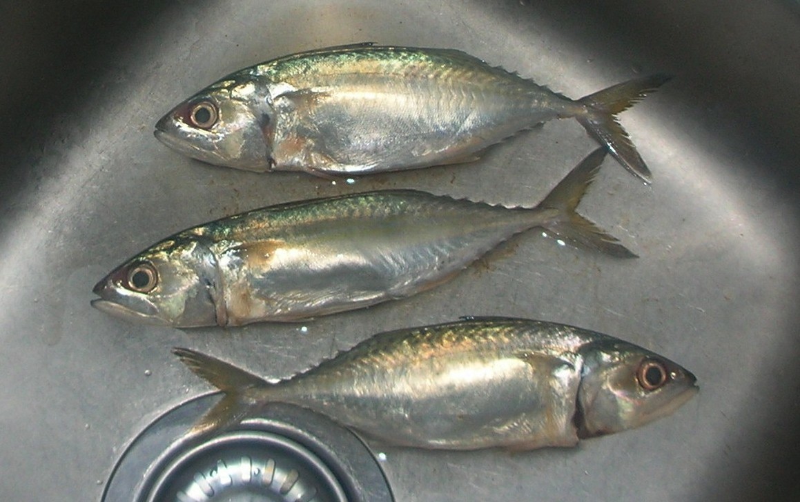 image of Rastrelliger brachysoma (Short mackerel)